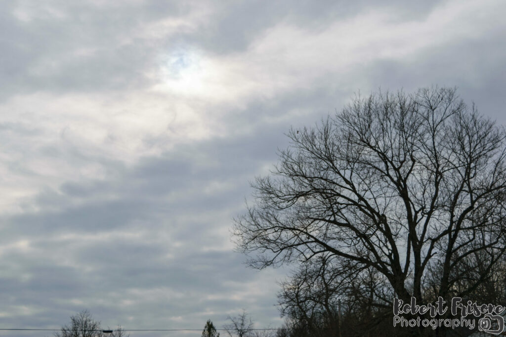 Rooted in the Sky