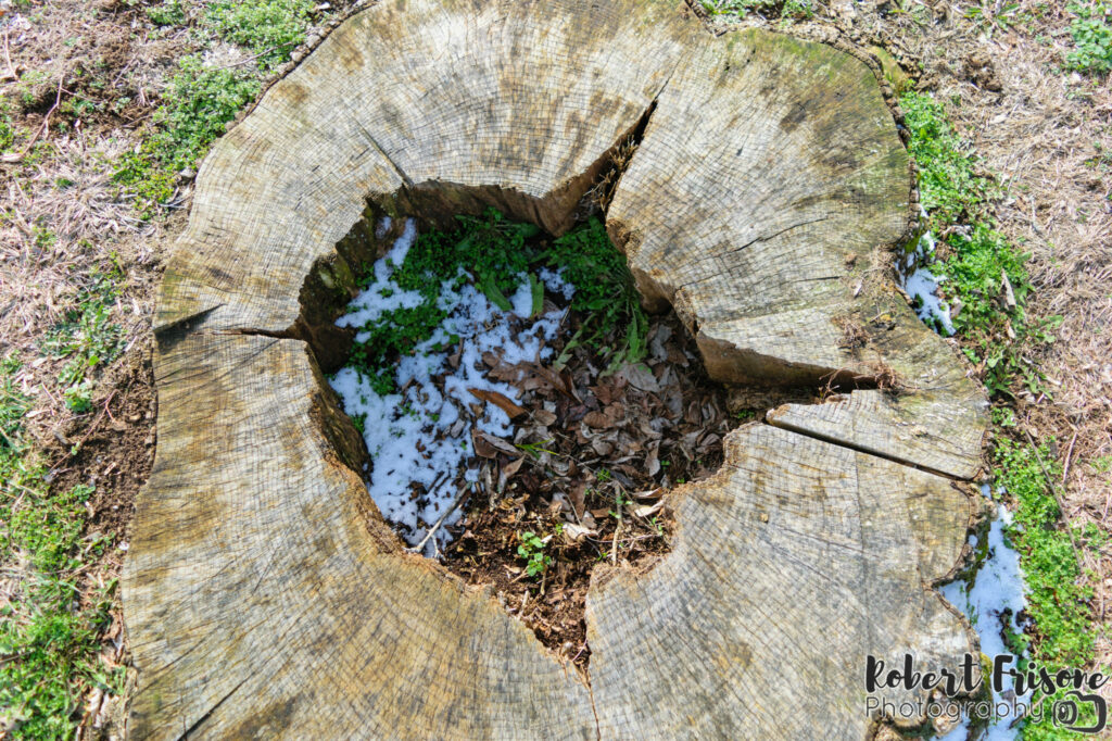 Hiding Stump