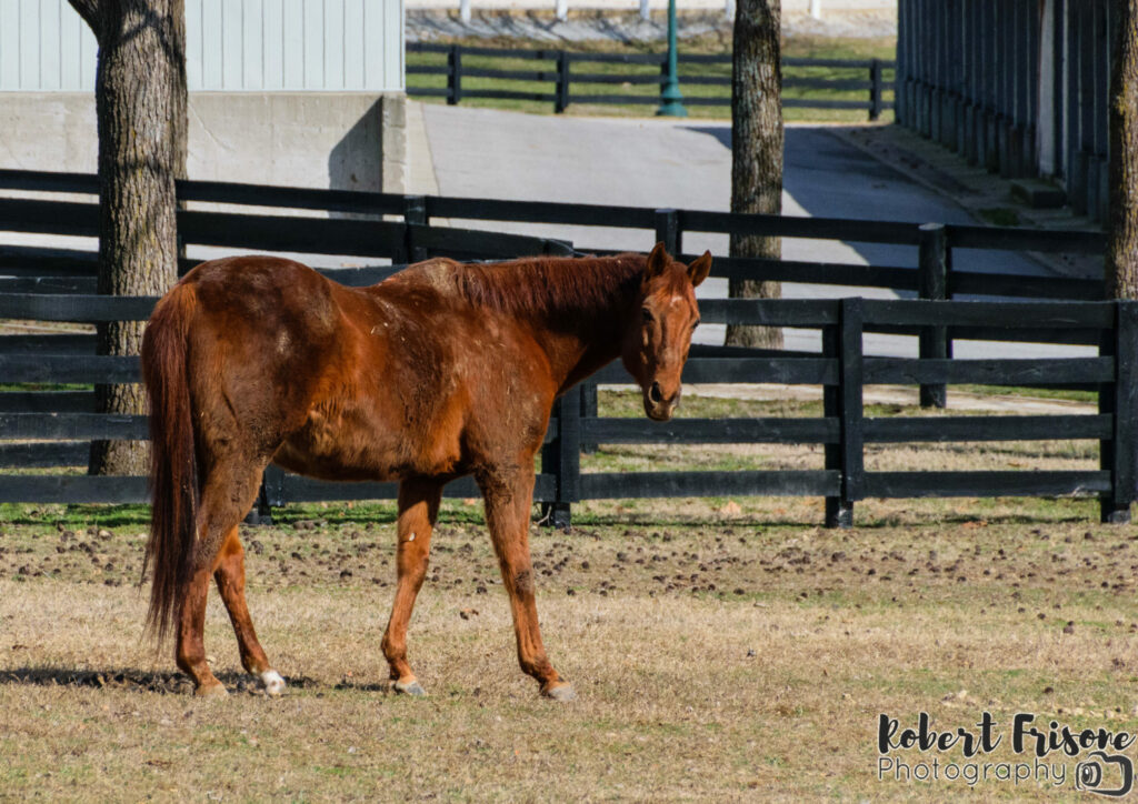 Funny Cide