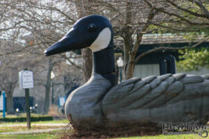 Giant Goose