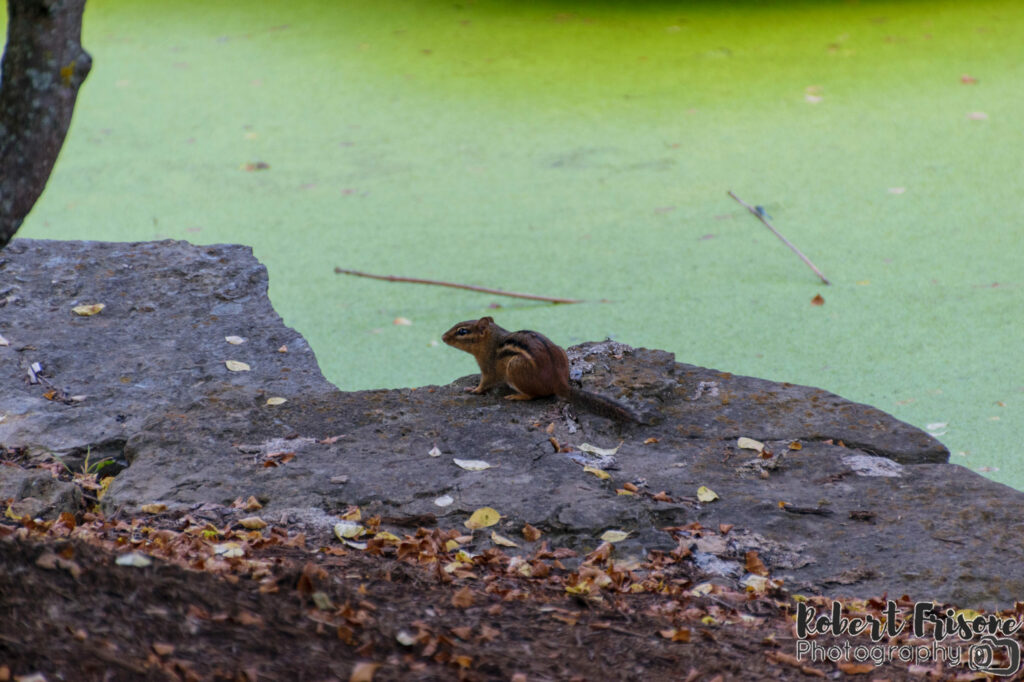 Taking a Rest Beside the Pool