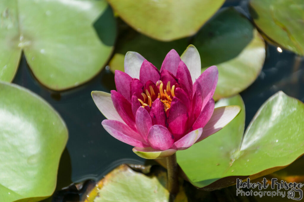 Water Lilly