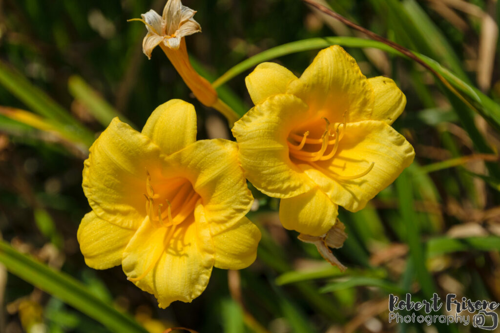 Stella de Oro Daylillies