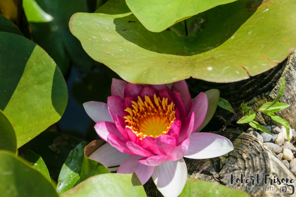 In the Shade of the Lillies