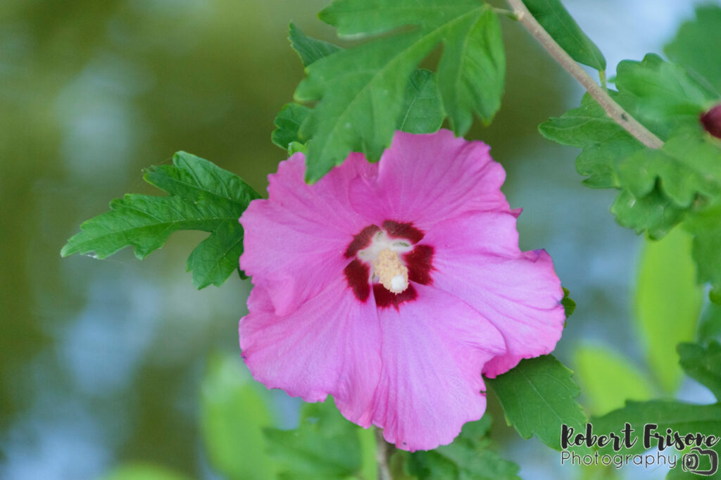 The Pink Flower