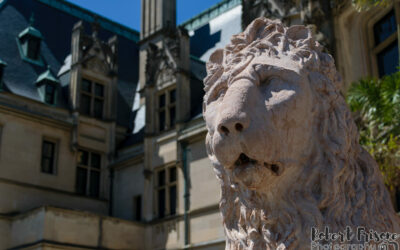 On the Grounds of Biltmore Estate