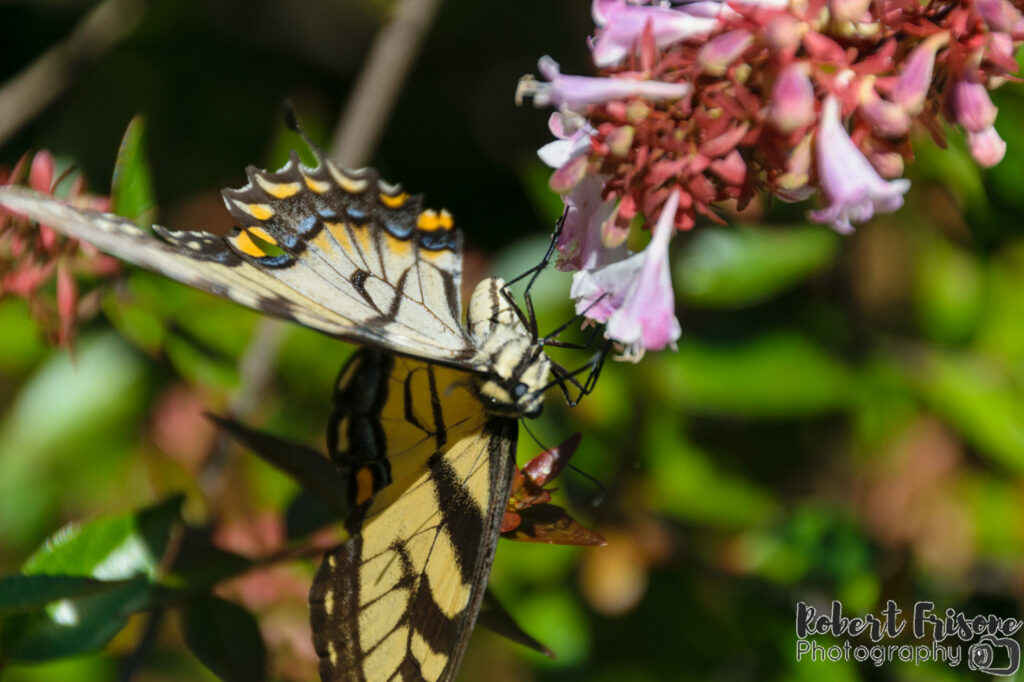 Garden Visitor