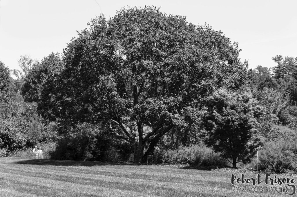 Towering Tree