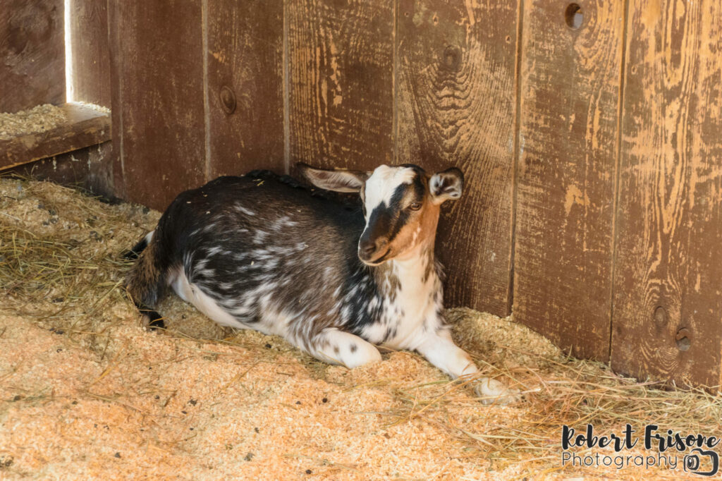 In the Hay