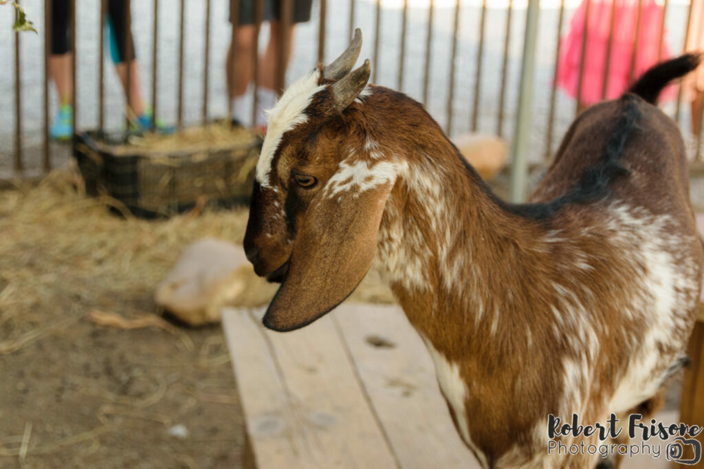 Goat Close Up