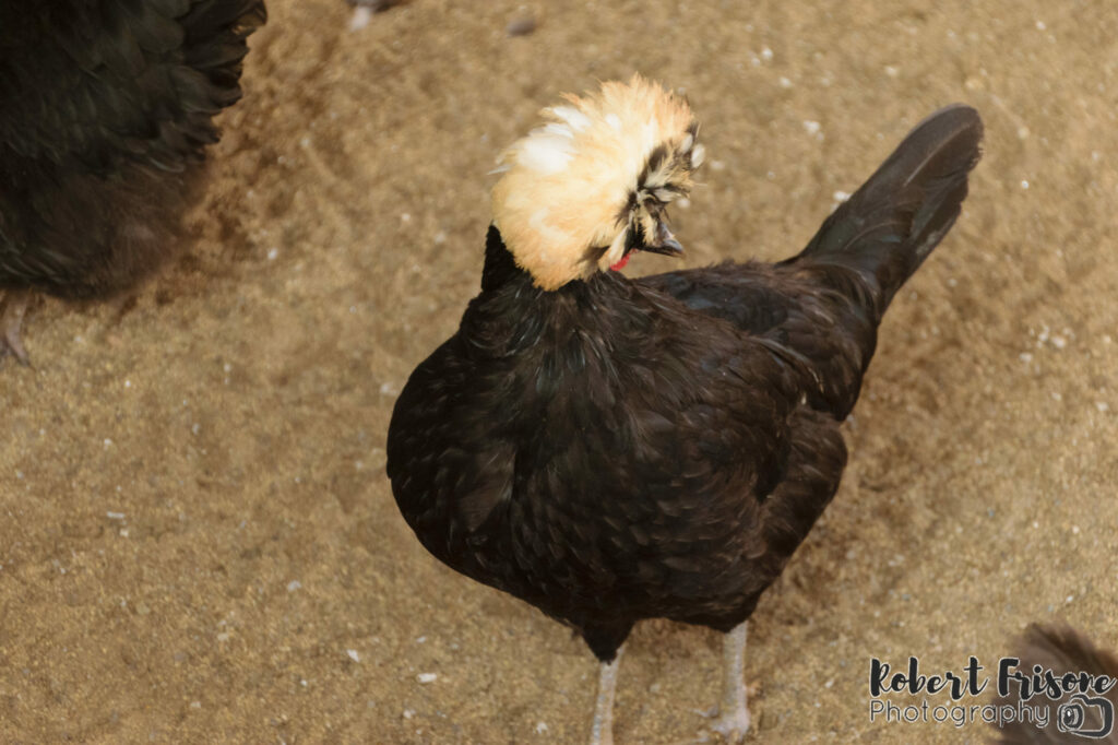 Afro Chicken