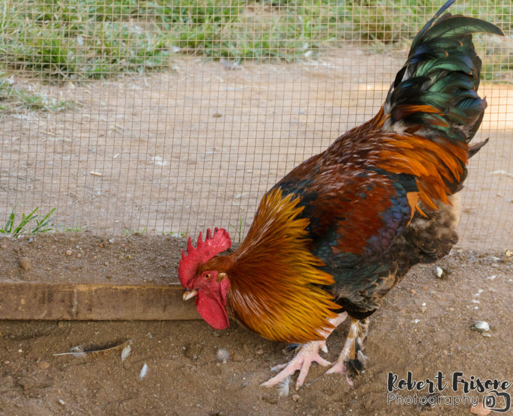 King of the Coop