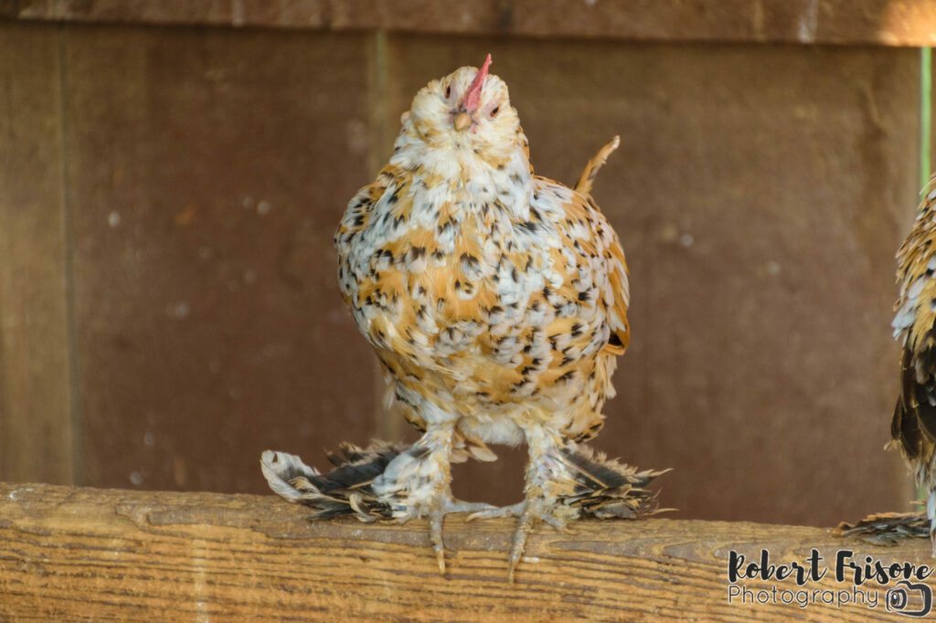 Curious Chicken