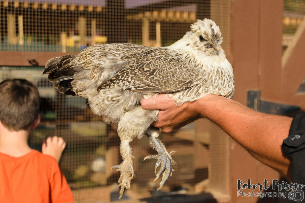 Do the Chickens have large Talons?