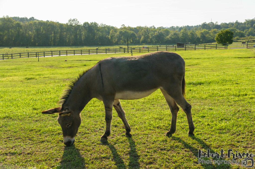 Lunch in the Pasture