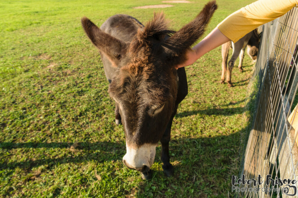 Friendly Donkey