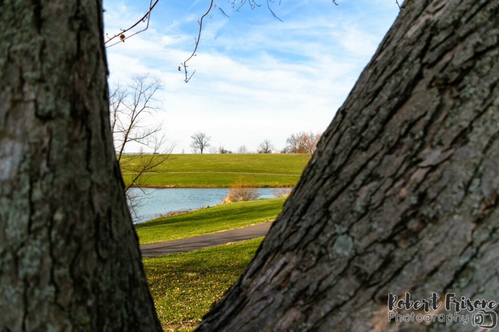 Forked Tree