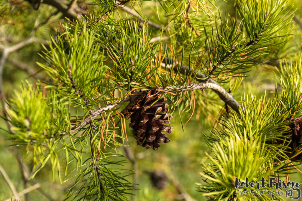 Pinecone