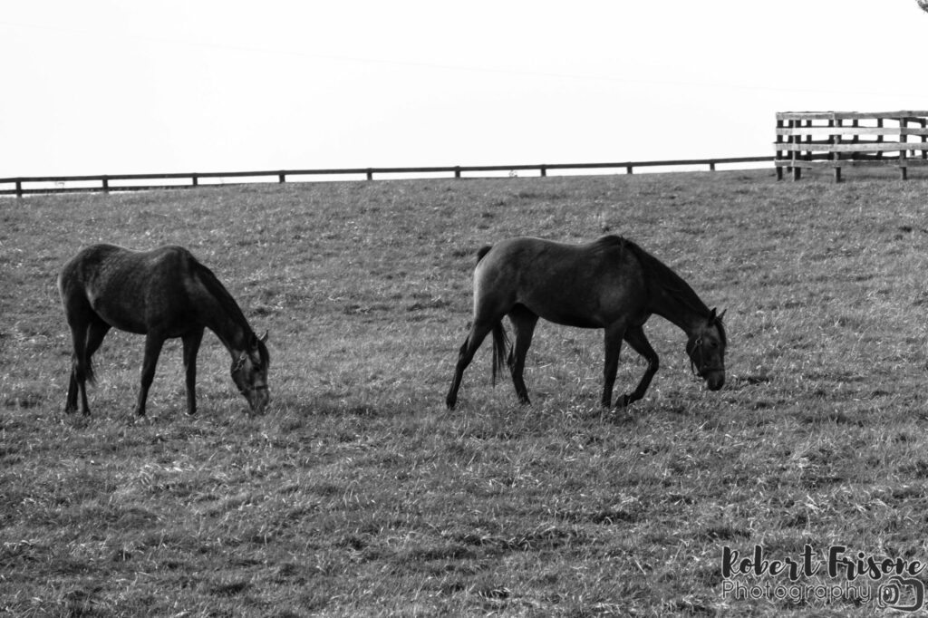 Pair of Equines