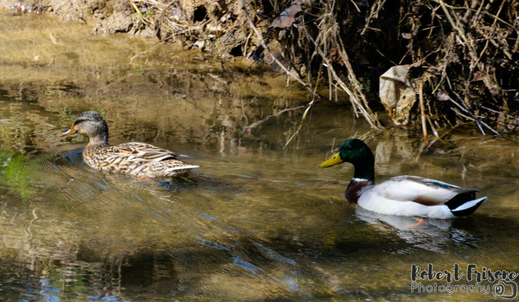 Duck Date