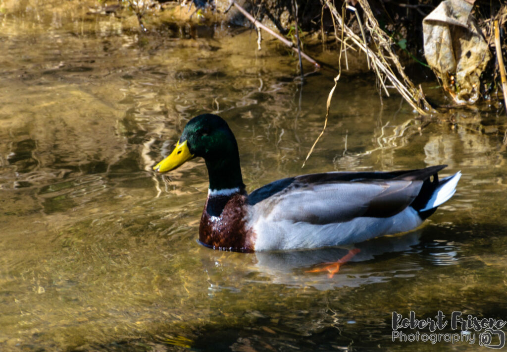 Magnificent Mallard