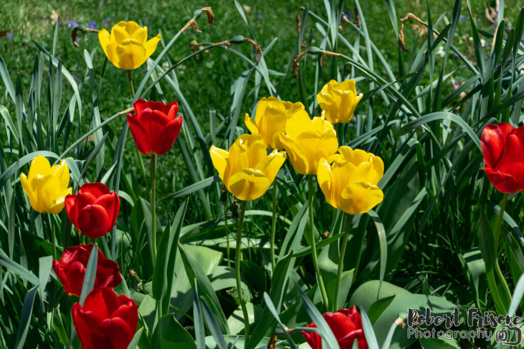 Flowers of Yellow and Red