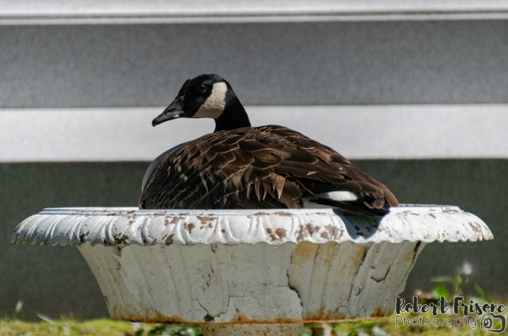 Bathing Goose