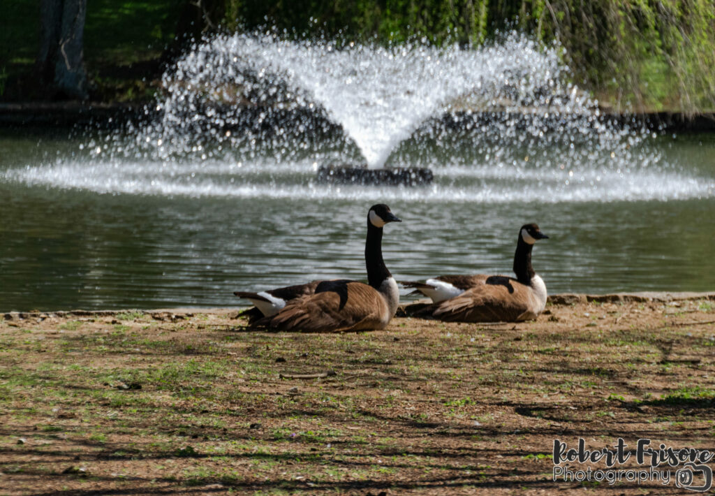 Geese and Fountain