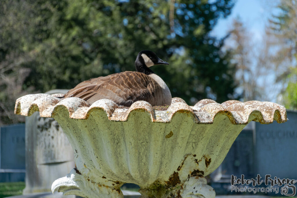 Goose Bath