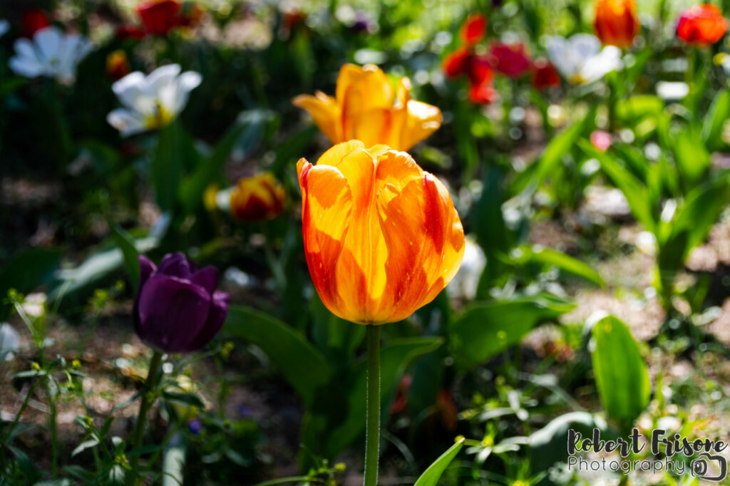 Orange Bloom