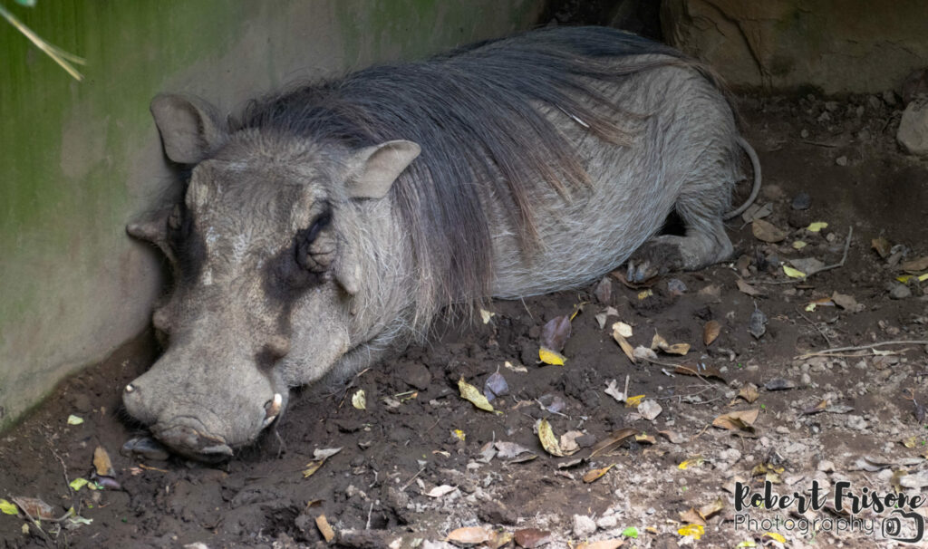 Sleeping Hogs