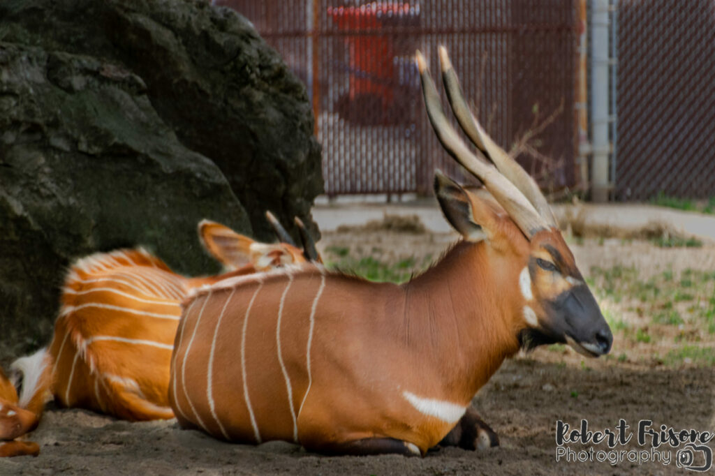 Resting Nyala