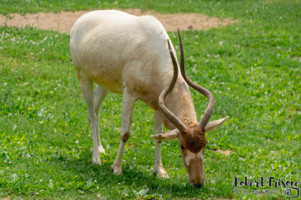 Snack Time for an Addax