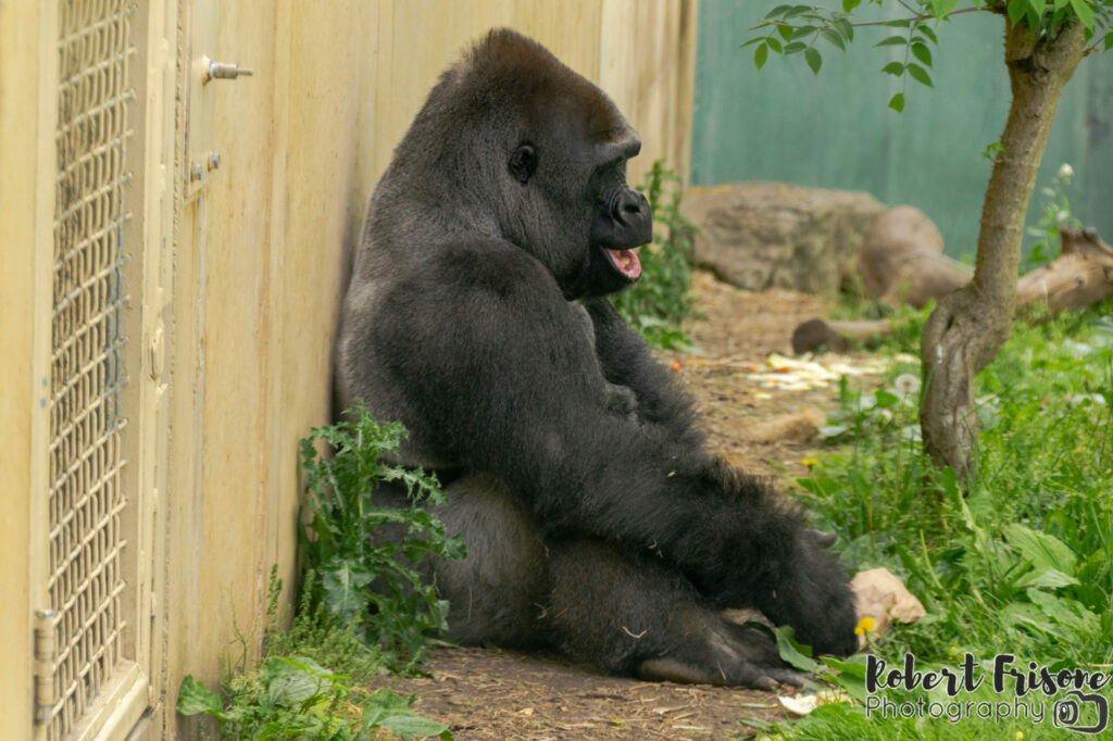 Gorilla in Repose