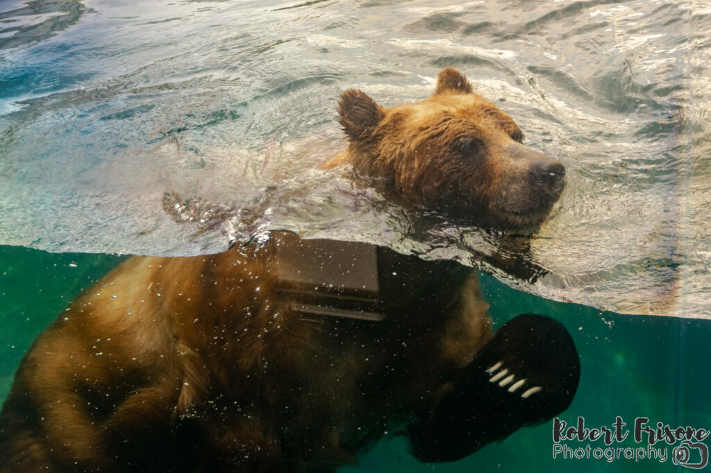 Swimming Grizzly