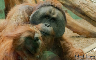 The Residents of Louisville Zoo