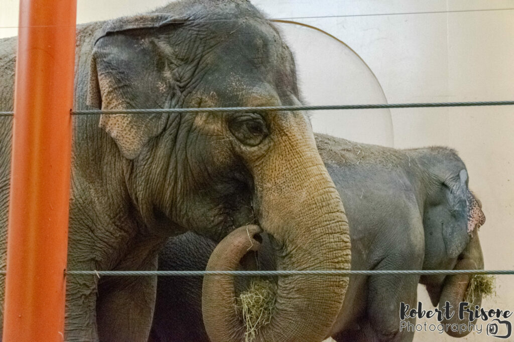 Elephant Lunch