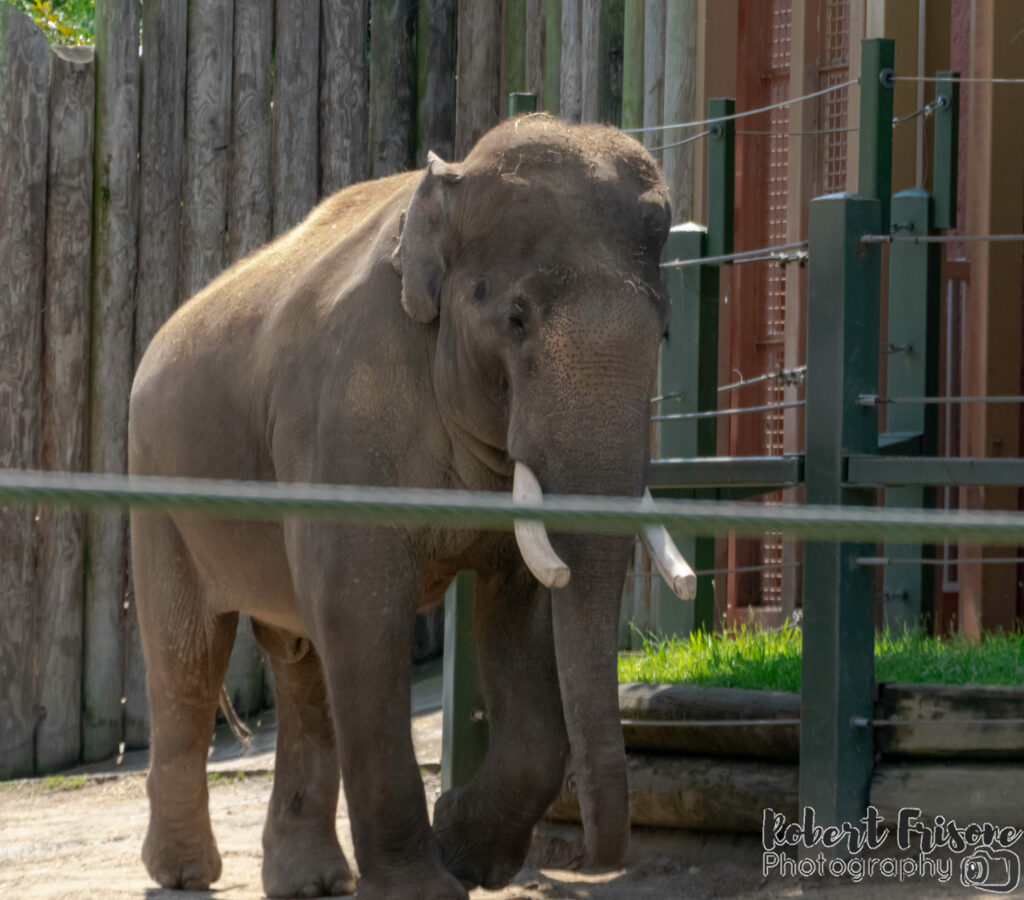 Bull Elephant