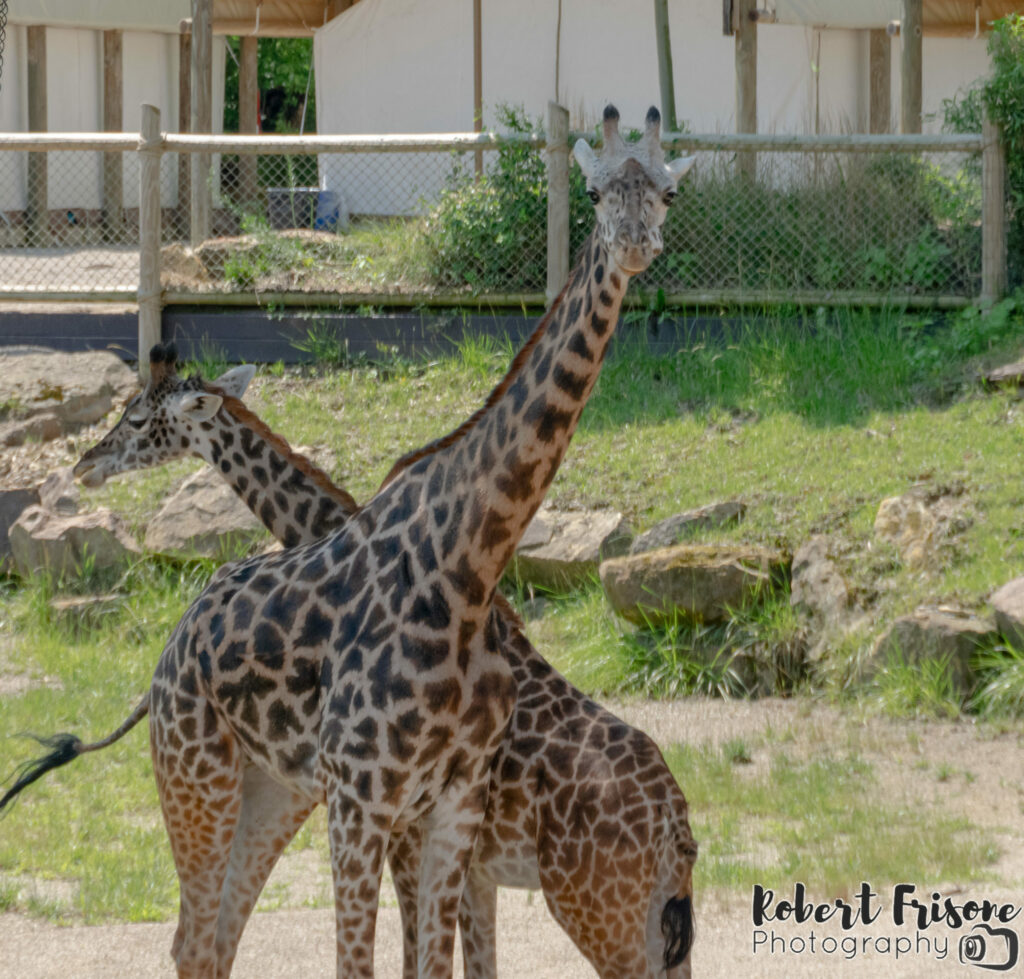 Giraffe Pair