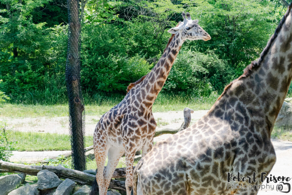 Giraffe in the Sun