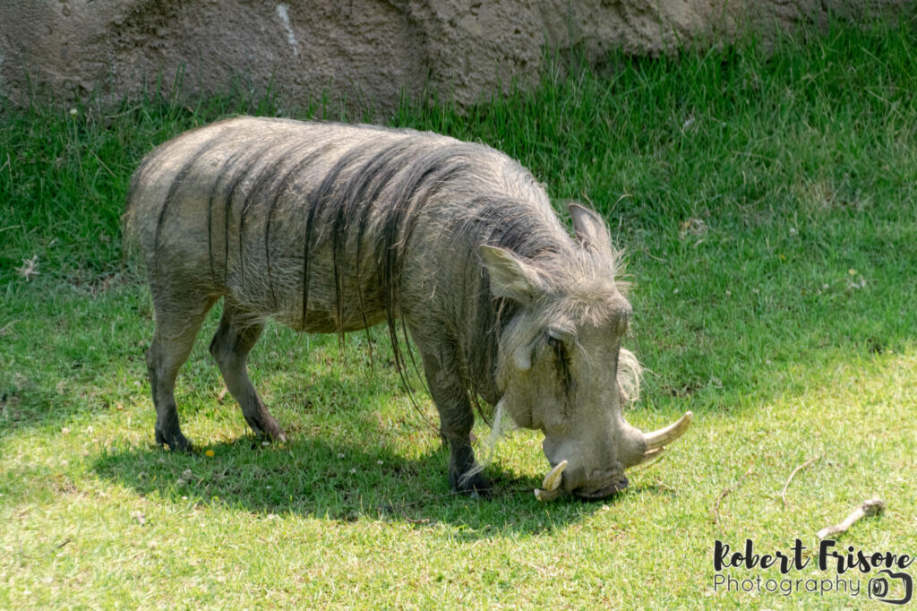 Warthog Rooting