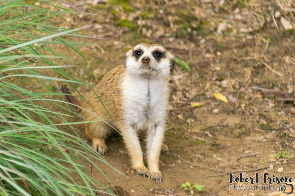 Curious Meerkat