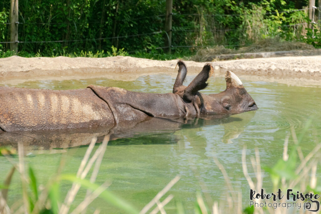 Rhino Bath