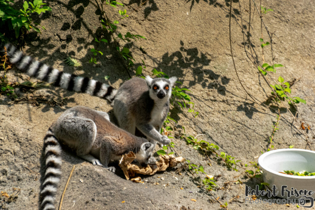 Lemur Lunch