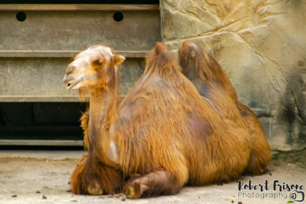 Camel at Rest