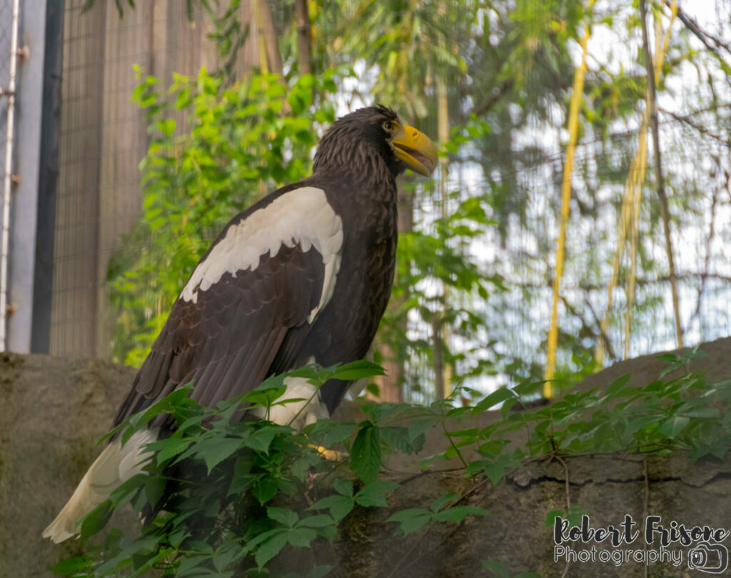 Steller's Sea Eagle