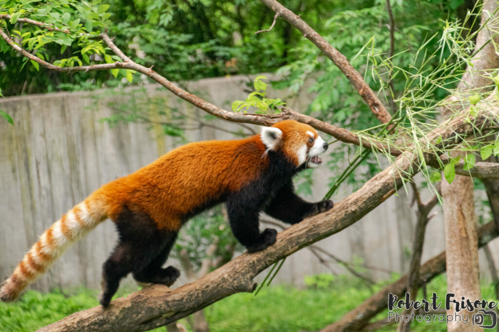 Red Panda