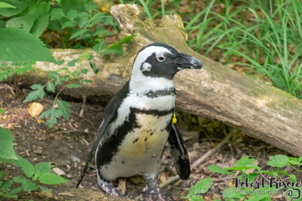 Tiny Penguin