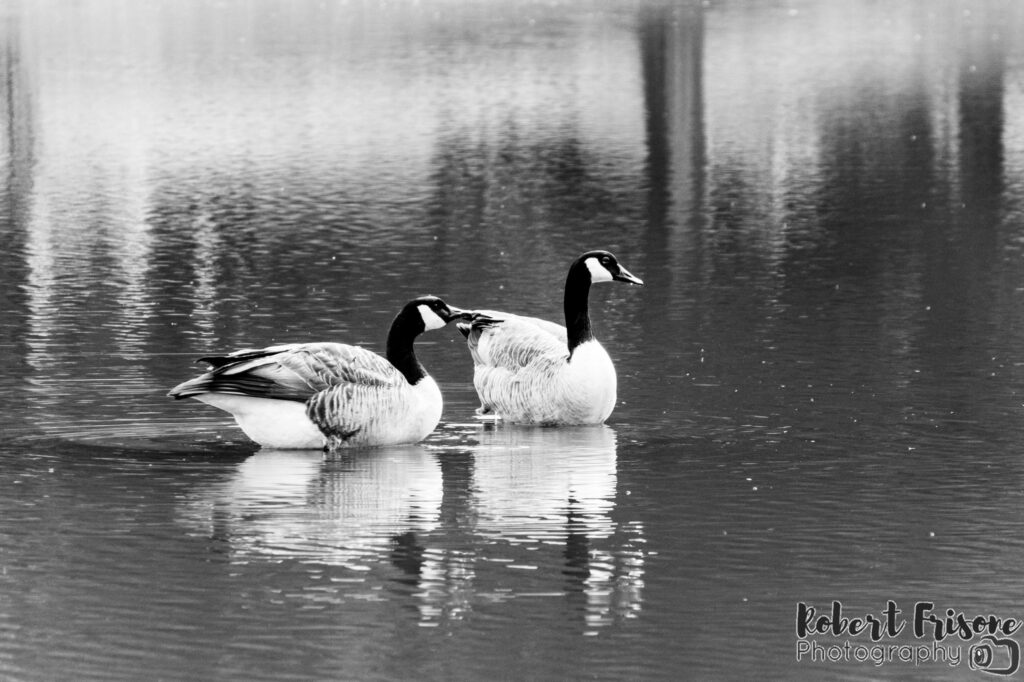 Water Fowl in Black and White