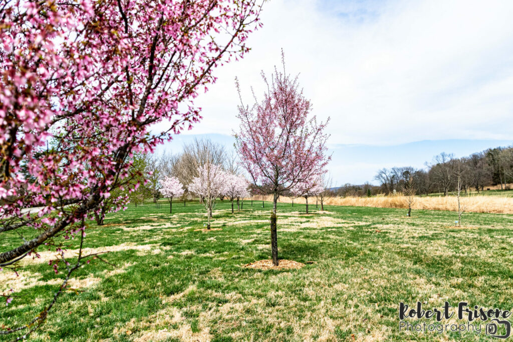 The Pink Trees